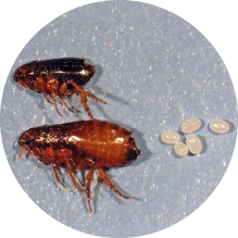 Krupan plan buve i njenih jajašaca