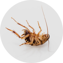 Krupni plan buve na leđima