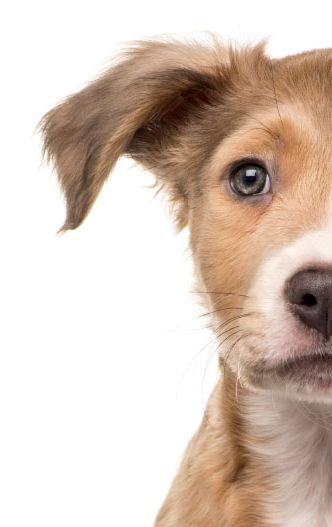 A cute looking puppy half on, half off the page