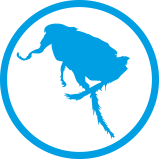 Flea icon and text kills fleas fast